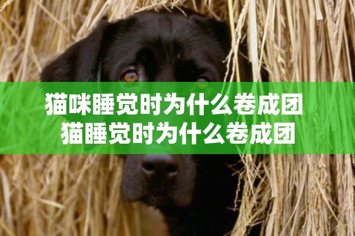 貓咪睡覺時為什么卷成團 貓睡覺時為什么卷成團