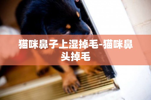 貓咪鼻子上濕掉毛-貓咪鼻頭掉毛