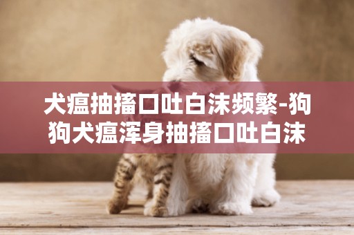 犬瘟抽搐口吐白沫頻繁-狗狗犬瘟渾身抽搐口吐白沫