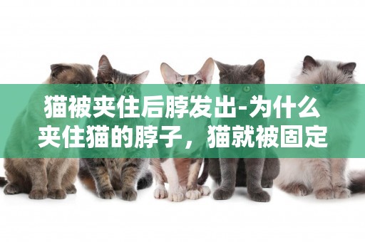貓被夾住后脖發出-為什么夾住貓的脖子，貓就被固定住了
