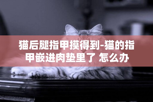 貓后腿指甲摸得到-貓的指甲嵌進肉墊里了 怎么辦