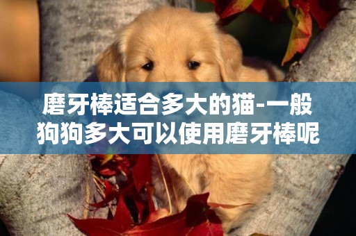 磨牙棒適合多大的貓-一般狗狗多大可以使用磨牙棒呢