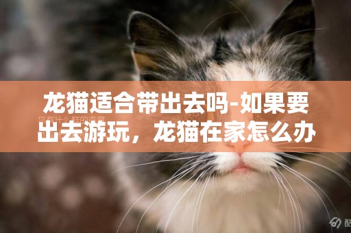 龍貓適合帶出去嗎-如果要出去游玩，龍貓在家怎么辦？