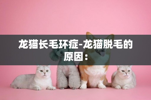 龍貓長毛環癥-龍貓脫毛的原因：
