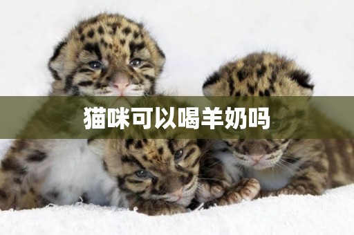 貓咪可以喝羊奶嗎