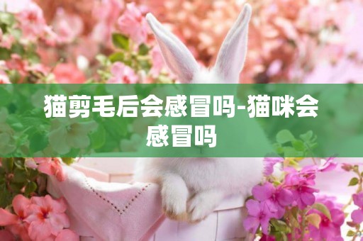 貓剪毛后會感冒嗎-貓咪會感冒嗎