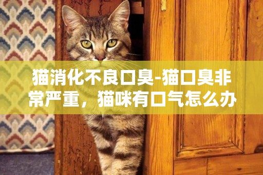 貓消化不良口臭-貓口臭非常嚴重，貓咪有口氣怎么辦