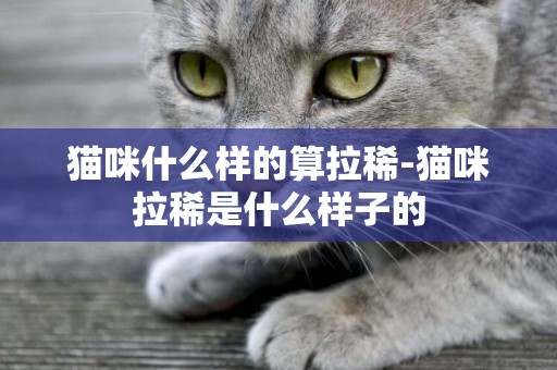 貓咪什么樣的算拉稀-貓咪拉稀是什么樣子的
