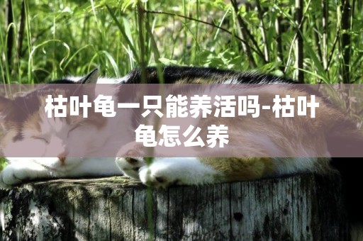 枯葉龜一只能養活嗎-枯葉龜怎么養