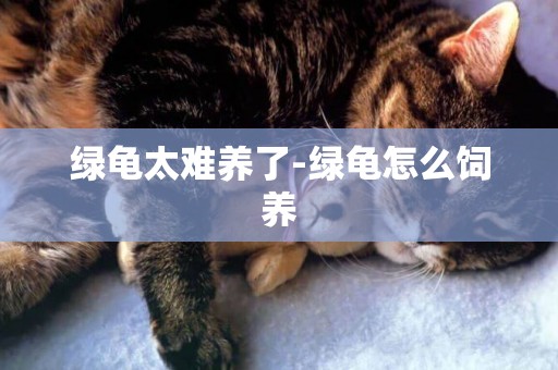 綠龜太難養了-綠龜怎么飼養