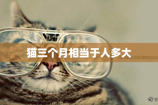 貓三個月相當于人多大