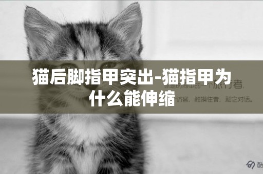貓后腳指甲突出-貓指甲為什么能伸縮