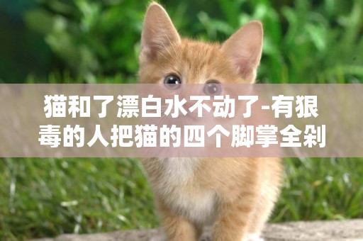 貓和了漂白水不動了-有狠毒的人把貓的四個腳掌全剁了,貓還能活嗎，以后還能走路嗎?