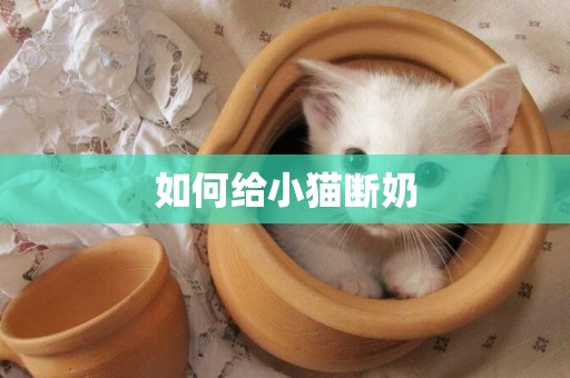 如何給小貓斷奶