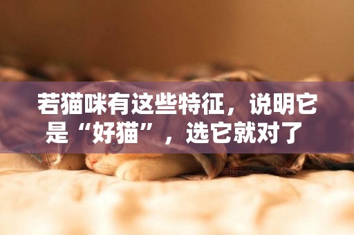 若貓咪有這些特征，說明它是“好貓”，選它就對了 