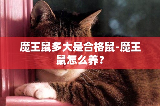 魔王鼠多大是合格鼠-魔王鼠怎么養？