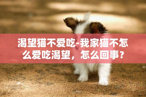 渴望貓不愛吃-我家貓不怎么愛吃渴望，怎么回事？