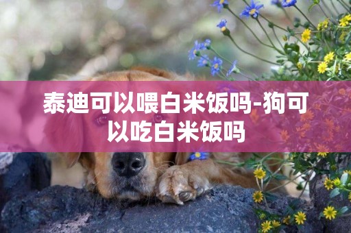 泰迪可以喂白米飯嗎-狗可以吃白米飯嗎