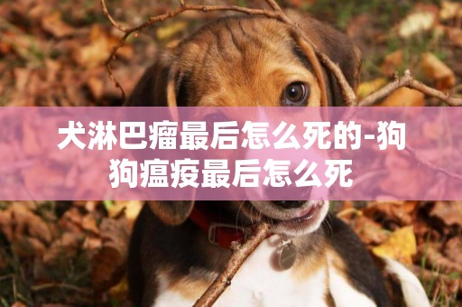 犬淋巴瘤最后怎么死的-狗狗瘟疫最后怎么死