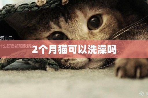 2個月貓可以洗澡嗎