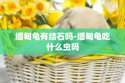 緬甸龜有結石嗎-緬甸龜吃什么蟲嗎