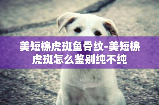 美短棕虎斑魚骨紋-美短棕虎斑怎么鑒別純不純