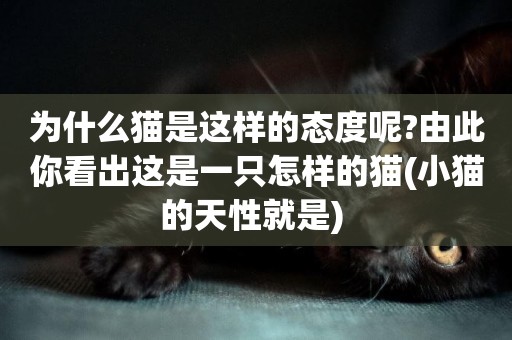為什么貓是這樣的態度呢?由此你看出這是一只怎樣的貓(小貓的天性就是) 