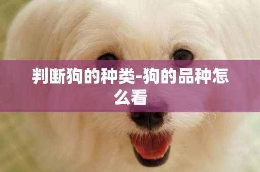 判斷狗的種類-狗的品種怎么看