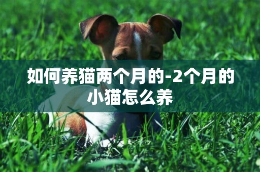 如何養貓兩個月的-2個月的小貓怎么養