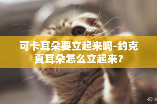 可卡耳朵要立起來嗎-約克夏耳朵怎么立起來？