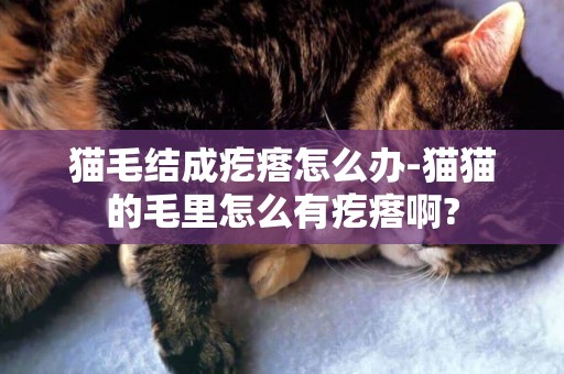 貓毛結成疙瘩怎么辦-貓貓的毛里怎么有疙瘩啊?