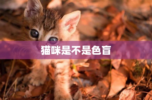 貓咪是不是色盲