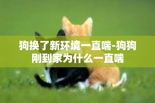 狗換了新環境一直喘-狗狗剛到家為什么一直喘