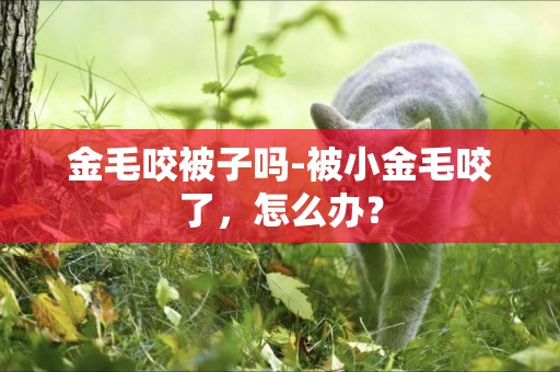 金毛咬被子嗎-被小金毛咬了，怎么辦？