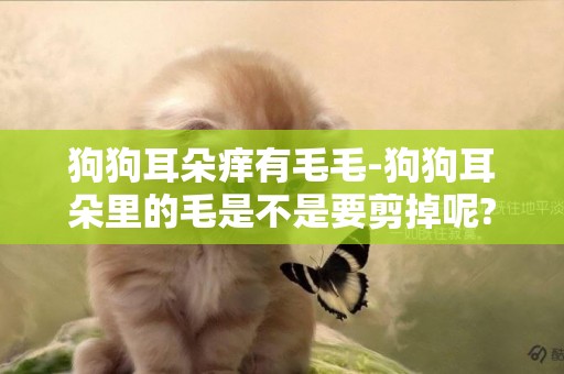 狗狗耳朵癢有毛毛-狗狗耳朵里的毛是不是要剪掉呢?