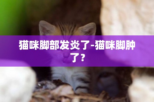 貓咪腳部發炎了-貓咪腳腫了？