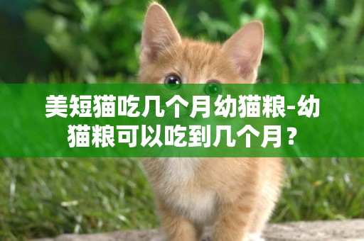 美短貓吃幾個月幼貓糧-幼貓糧可以吃到幾個月？