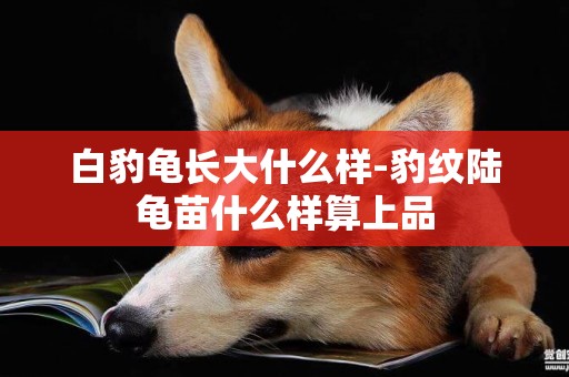 白豹龜長大什么樣-豹紋陸龜苗什么樣算上品