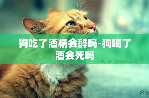 狗吃了酒精會醉嗎-狗喝了酒會死嗎