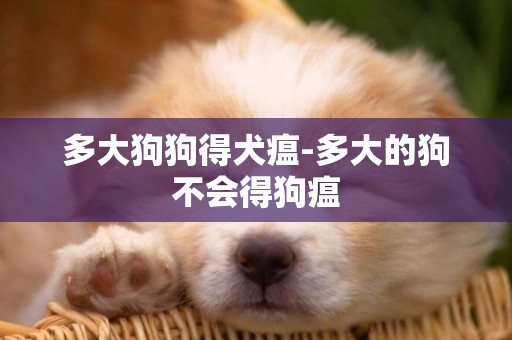 多大狗狗得犬瘟-多大的狗不會得狗瘟