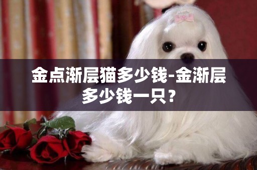 金點漸層貓多少錢-金漸層多少錢一只？