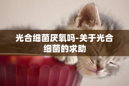 光合細菌厭氧嗎-關于光合細菌的求助