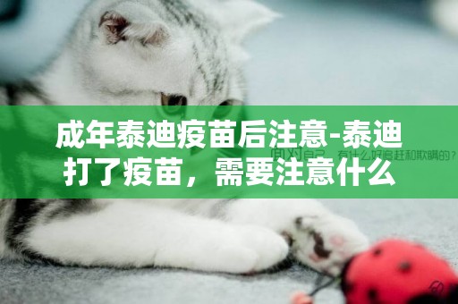 成年泰迪疫苗后注意-泰迪打了疫苗，需要注意什么