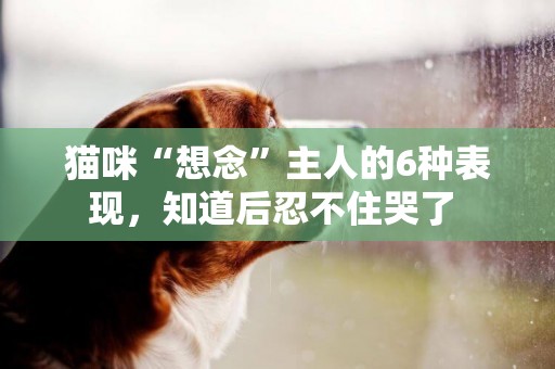 貓咪“想念”主人的6種表現，知道后忍不住哭了 
