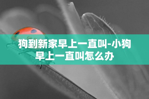 狗到新家早上一直叫-小狗早上一直叫怎么辦