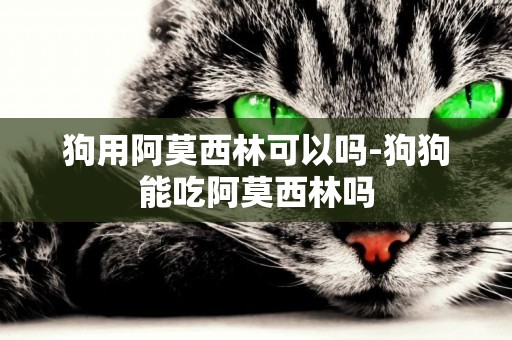 狗用阿莫西林可以嗎-狗狗能吃阿莫西林嗎