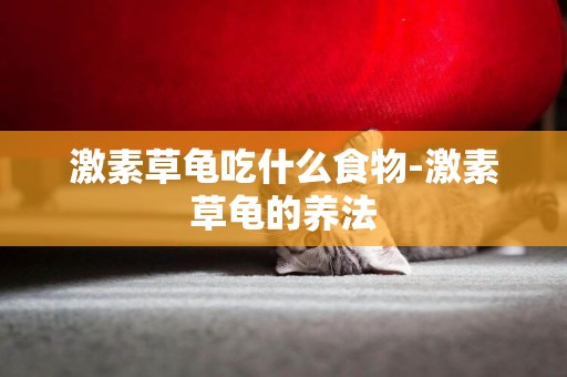 激素草龜吃什么食物-激素草龜的養法