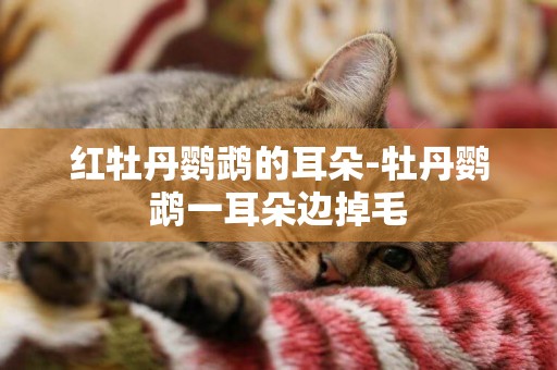 紅牡丹鸚鵡的耳朵-牡丹鸚鵡一耳朵邊掉毛