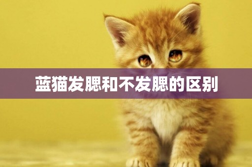 藍貓發腮和不發腮的區別