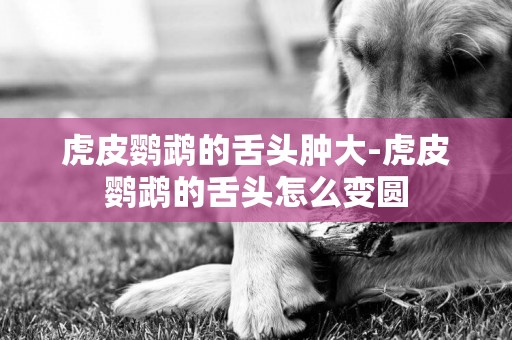 虎皮鸚鵡的舌頭腫大-虎皮鸚鵡的舌頭怎么變圓